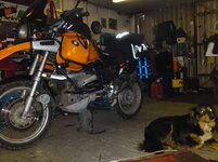 bmwdog.jpg