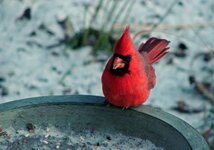 feeder red.jpg