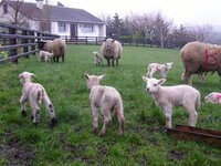 lambs.............1.jpg