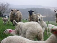 lambs......2.jpg