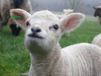 lambs.......3.jpg