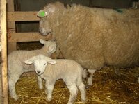 lambs.....4.jpg