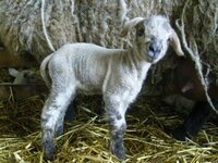 lambs.....5.jpg