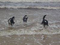 dogs 1.jpg