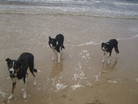 dogs 2.jpg