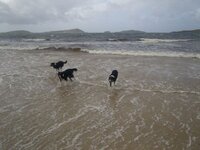 dogs 3.jpg