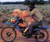 sheep on bike.jpg