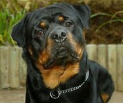 rottweiler.jpg