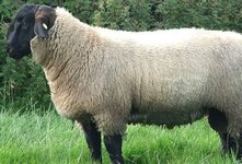 Suffolk%20Ram%20Wikipedia.jpg