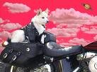 dog.jpg