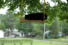 cat on a swing.jpg