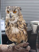 owl.jpg