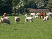 bluebell wood + long legged sheep 013.jpg