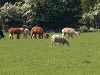 bluebell wood + long legged sheep 010.jpg