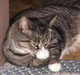 Cat.jpg