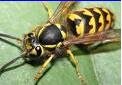 wasp.JPG