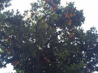 oranges Manoa.jpg