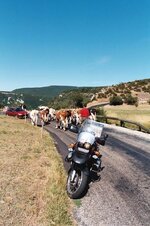 cows at vercours.jpg