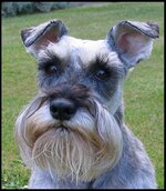 DOG 4.jpg
