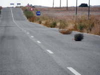 Tumbleweed Near Alcala.JPG