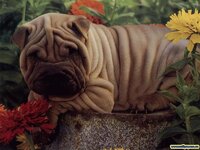 dog.jpg
