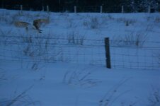 january 9th 2010 snow micks 080.jpg