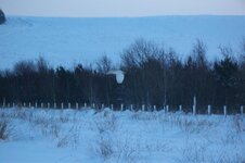 january 9th 2010 snow micks 083.jpg