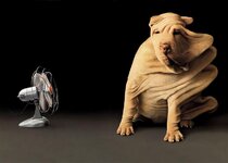 sharpay-dog.jpg