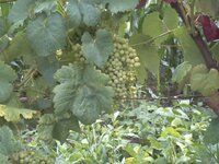 grapes.jpg