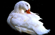 White Duck.jpg