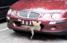 deerinbumper.jpg