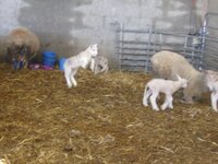 lambs 1.jpg