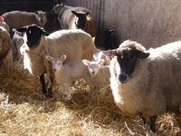 lambs 2.jpg
