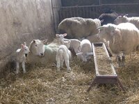 lambs 3.jpg