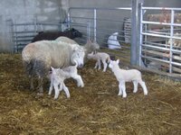 lambs 4.jpg