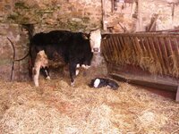 lambs 5.jpg