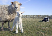 first_lamb.jpg