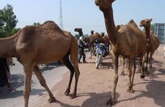 Motorway camels surround Sue.jpg