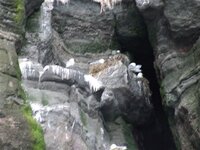 kittiwakes%20vestmanna.jpg
