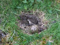 oystercatchernest.jpg