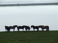 morning horses.jpg