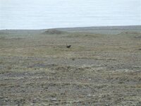skuas nest.jpg