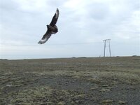 angry skua.jpg