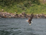 white tailed eagle.JPG