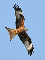 red kite.jpg