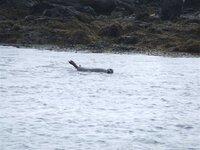 seal.jpg