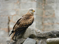 red kite 2.jpg