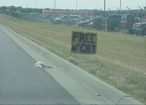 freecat.jpg