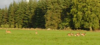 o deer.jpg