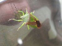 bug.jpg